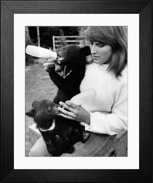 Framed Print : Beth Reed with Tinker and Tucker, the yound bear cubs and her pet Great Dane Rio Framed Print : Beth Reed with Tinker and Tucker, the yound bear cubs and her pet Great Dane Rio
