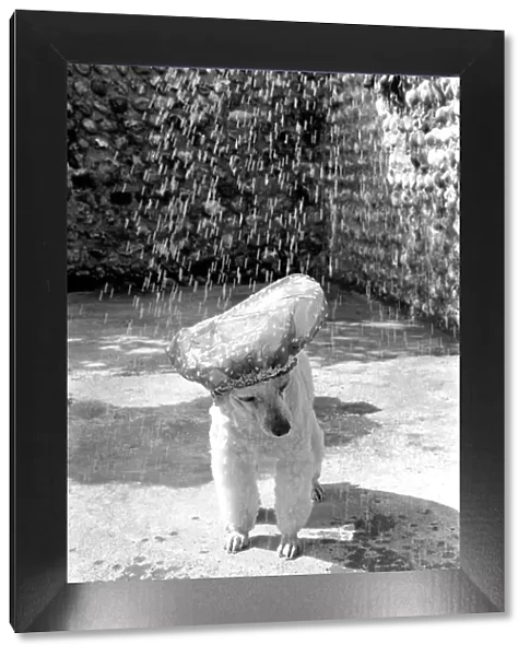 Poodle wearing a shower cap to keep her ears dry April 1975 75-2226-005