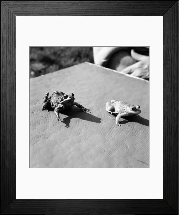 Framed Print : Orange frogs on a garaden table April 1975 75-2149-011 Framed Print : Orange frogs on a garaden table April 1975 75-2149-011