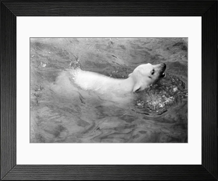Framed Print : Polar Bears at Bristol Zoo. April 1975 75-2224-013