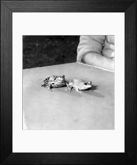 Framed Print : Orange frogs on a garaden table April 1975 75-2149-012 Framed Print : Orange frogs on a garaden table April 1975 75-2149-012