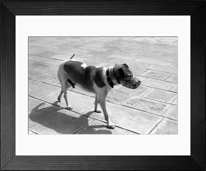 Framed Print : People: Culture: General scenes in Venice. All dogs have to wear a muzzle in the streets Framed Print : People: Culture: General scenes in Venice. All dogs have to wear a muzzle in the streets