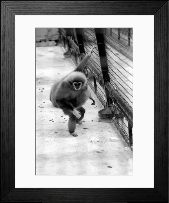 Framed Print : Gibbons at London Zoo. April 1975 75-1806-006 Framed Print : Gibbons at London Zoo. April 1975 75-1806-006