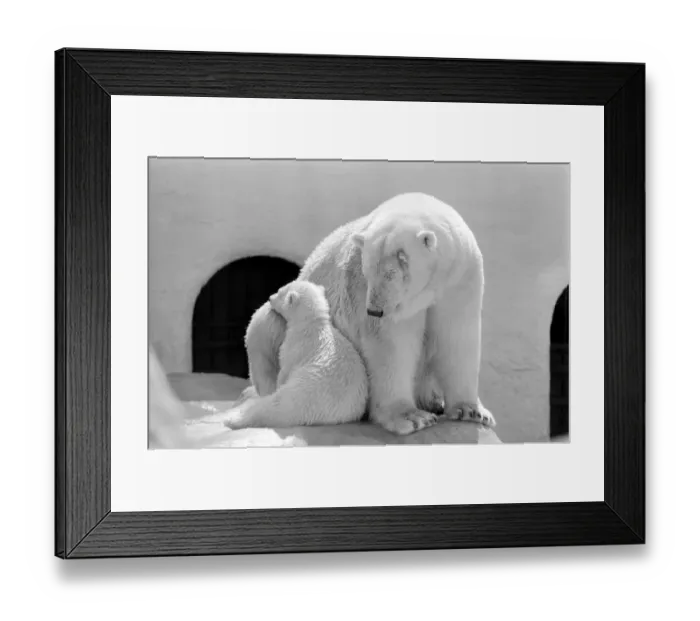 Framed Print : Polar Bears at Bristol Zoo. April 1975 75-2224-005 Framed Print : Polar Bears at Bristol Zoo. April 1975 75-2224-005