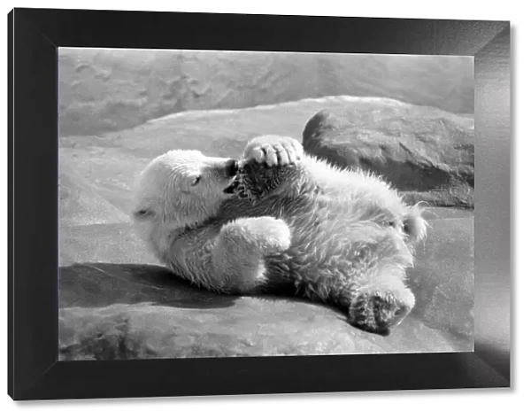 Polar Bears at Bristol Zoo. April 1975 75-2224