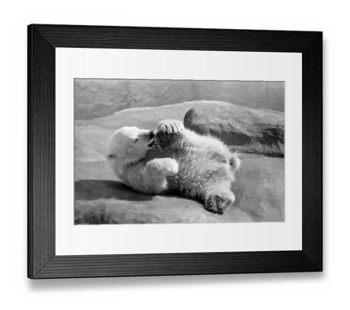 Framed Print : Polar Bears at Bristol Zoo. April 1975 75-2224