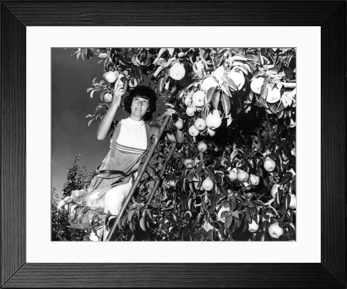 Framed Print : Pear picking in April 1970 - much of the produce comes to English shops Framed Print : Pear picking in April 1970 - much of the produce comes to English shops
