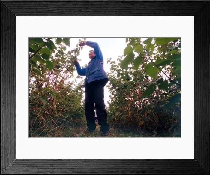 Framed Print : Graeme McCartney prunes raspberry canes in September 1997 Framed Print : Graeme McCartney prunes raspberry canes in September 1997