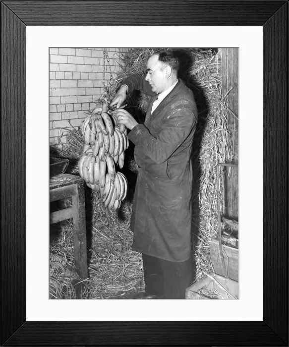 Framed Print : Cutting the hands of bananas from the stem for weighing is Mr. J. Havelock, at the C