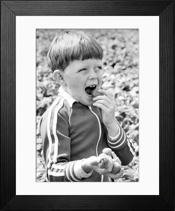 Framed Print : The best way to carry strawberries home, says seven year old picker David Kirkland Framed Print : The best way to carry strawberries home, says seven year old picker David Kirkland
