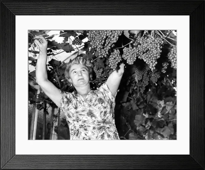 Framed Print : Mrs. J. Rogers, of 48 Balmoral Gardens, Preston, North Shields Framed Print : Mrs. J. Rogers, of 48 Balmoral Gardens, Preston, North Shields
