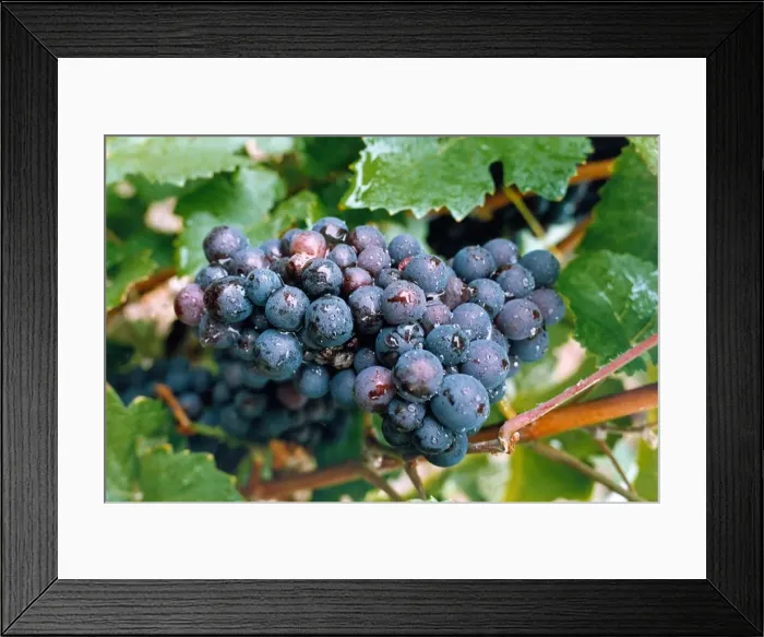 Framed Print : The Pinot Noir grape in the Pol Roger vinyards at Epernay Framed Print : The Pinot Noir grape in the Pol Roger vinyards at Epernay