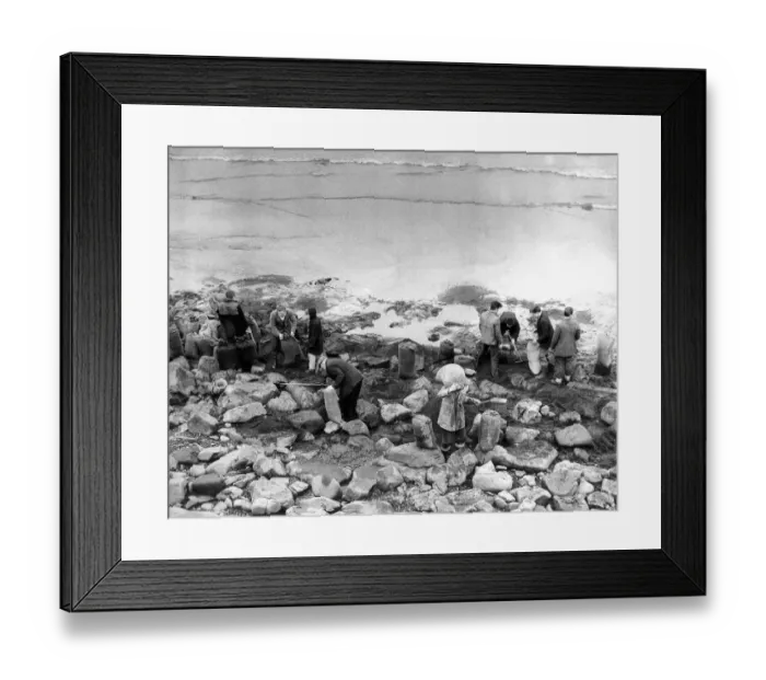 Framed Print : Dozens of amateurs coal pickers take sacks down to the beach at Hartlepool to fill them Framed Print : Dozens of amateurs coal pickers take sacks down to the beach at Hartlepool to fill them