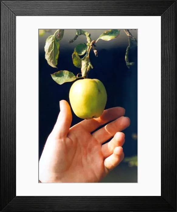 Framed Print : Someone picking an apple in May 1999 Framed Print : Someone picking an apple in May 1999