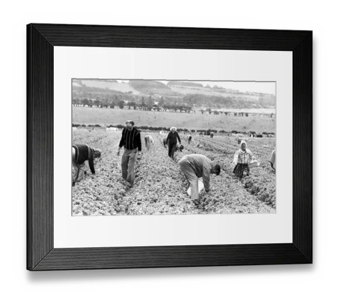 Framed Print : Members of the public picking their own fruit in July 1979 Framed Print : Members of the public picking their own fruit in July 1979
