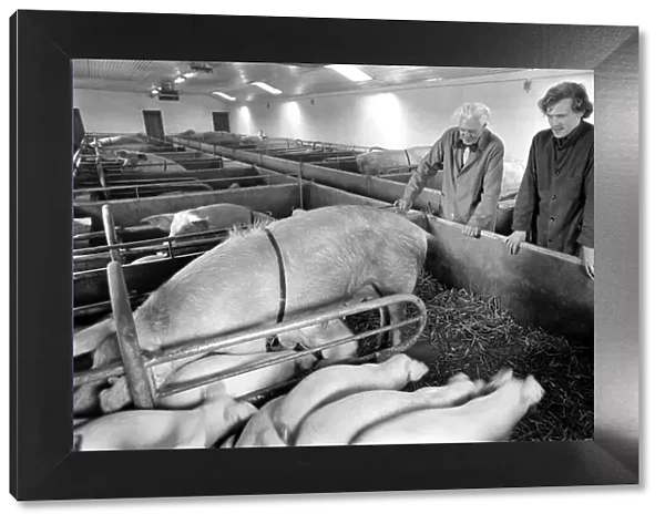 Livestock farmers at a intensive pig farm in Denmark. Where pigs are raised for bacon
