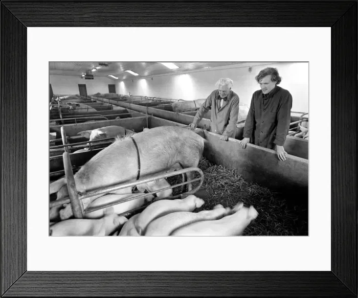 Framed Print : Livestock farmers at a intensive pig farm in Denmark. Where pigs are raised for bacon
