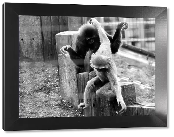 Gibbons at London Zoo. April 1975 75-1806-016