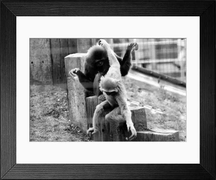 Framed Print : Gibbons at London Zoo. April 1975 75-1806-016 Framed Print : Gibbons at London Zoo. April 1975 75-1806-016
