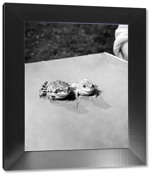Orange frogs on a garaden table April 1975 75-2149-004