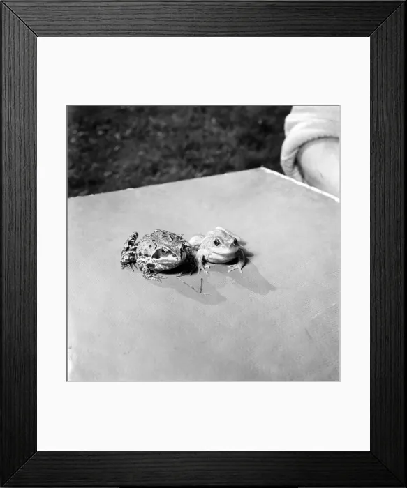Framed Print : Orange frogs on a garaden table April 1975 75-2149-004 Framed Print : Orange frogs on a garaden table April 1975 75-2149-004