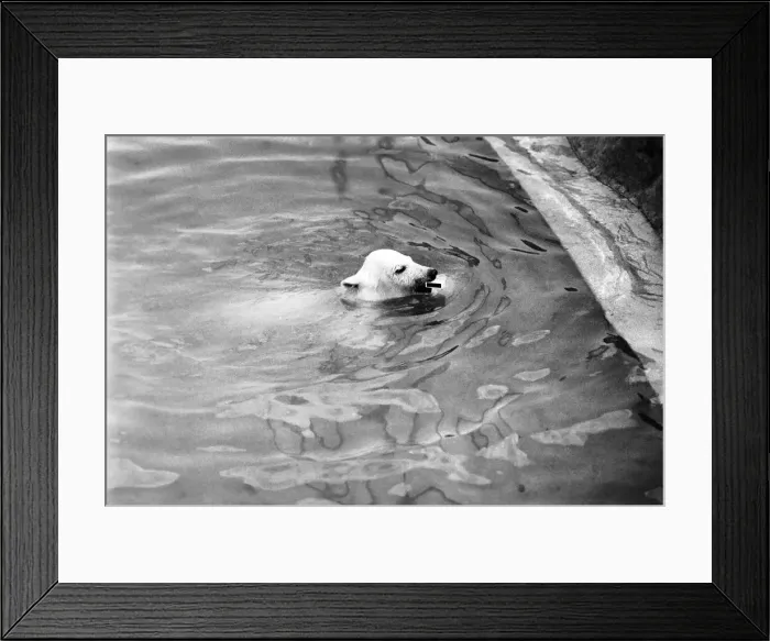 Framed Print : Polar Bears at Bristol Zoo. April 1975 75-2224-010 Framed Print : Polar Bears at Bristol Zoo. April 1975 75-2224-010