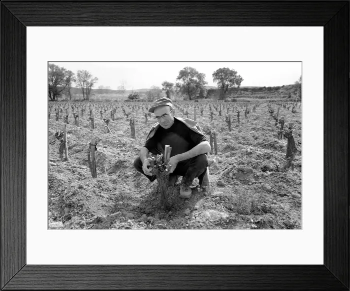 Framed Print : Jean Theron aged 47, at work in his wine fields just outside his home village of Poussan