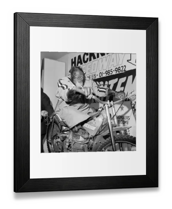 Framed Print : Motorcycle Show: Jenny an 8 year old chimp from Broxsbourne, Zoo Framed Print : Motorcycle Show: Jenny an 8 year old chimp from Broxsbourne, Zoo