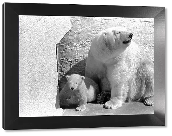 Polar Bears at Bristol Zoo. April 1975 75-2068-015
