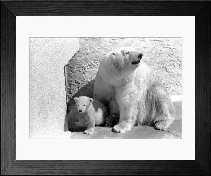 Framed Print : Polar Bears at Bristol Zoo. April 1975 75-2068-015 Framed Print : Polar Bears at Bristol Zoo. April 1975 75-2068-015