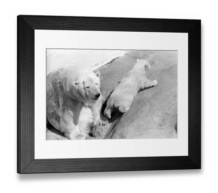 Framed Print : Polar Bears at Bristol Zoo. April 1975 75-2068-007