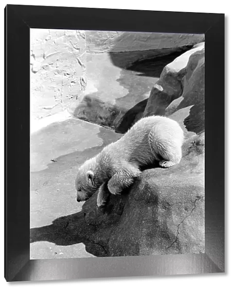 Polar Bears at Bristol Zoo. April 1975 75-2068-012