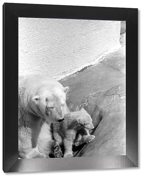 Polar Bears at Bristol Zoo. April 1975 75-2068-009