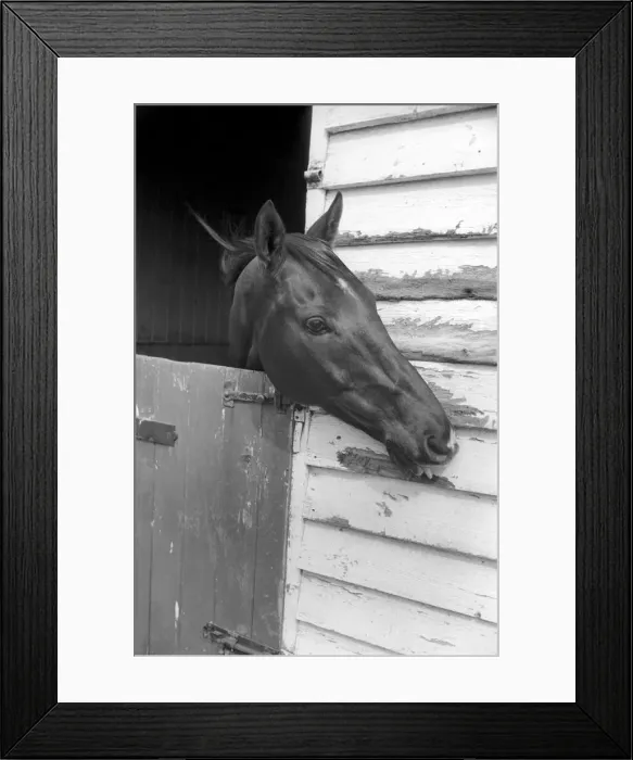 Framed Print : Race Horse Ocean King in his stables April 1975 75-2082-004 Framed Print : Race Horse Ocean King in his stables April 1975 75-2082-004