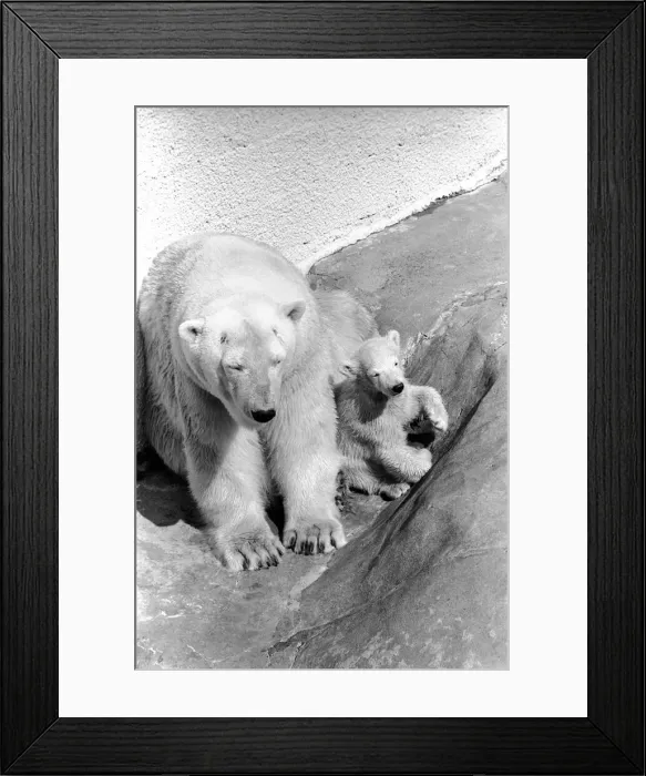 Framed Print : Polar Bears at Bristol Zoo. April 1975 75-2068-022 Framed Print : Polar Bears at Bristol Zoo. April 1975 75-2068-022
