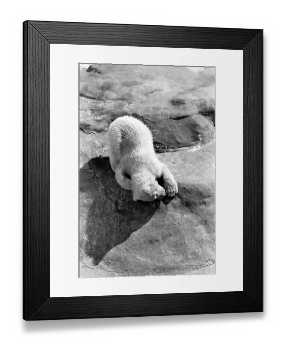 Framed Print : Polar Bears at Bristol Zoo. April 1975 75-2068-014 Framed Print : Polar Bears at Bristol Zoo. April 1975 75-2068-014