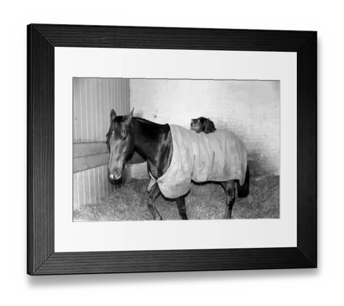 Framed Print : Ocean King wearing his coat was in his stall and on his back was a light weight jockey in