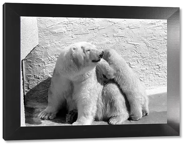 Polar Bears at Bristol Zoo. April 1975 75-2068-002