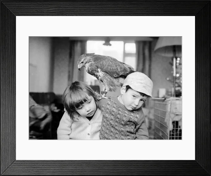 Framed Print : Animal / pet / unusual. Children with Buzzard. December 1970 71-00012-001 Framed Print : Animal / pet / unusual. Children with Buzzard. December 1970 71-00012-001