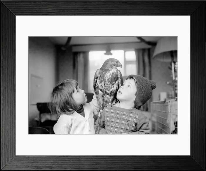 Framed Print : Animal / pet / unusual. Children with Buzzard. December 1970 71-00012-005 Framed Print : Animal / pet / unusual. Children with Buzzard. December 1970 71-00012-005