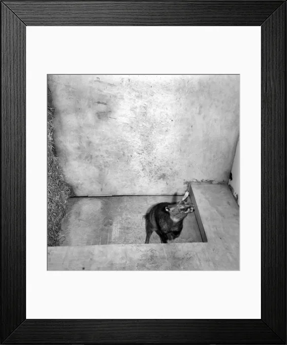 Framed Print : Salford Zoo. Rarest animals in the Salford quarantine zoo