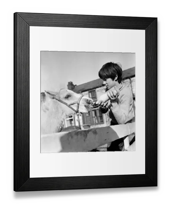 Framed Print : Animal: Horse: Feeding: Palomino horse saved by boy. February 1970 70-1622-001 Framed Print : Animal: Horse: Feeding: Palomino horse saved by boy. February 1970 70-1622-001
