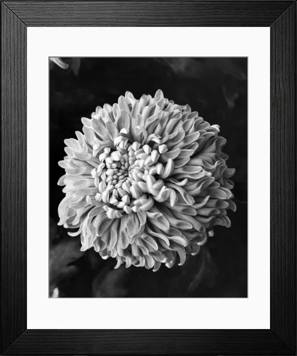 Framed Print : Flowers, An Alice Jones Chrysant. August 1972 P008146 Framed Print : Flowers, An Alice Jones Chrysant. August 1972 P008146