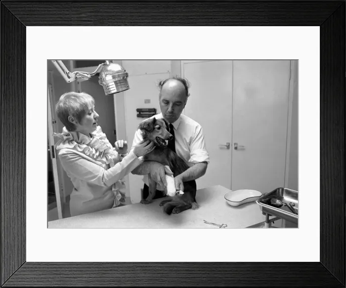 Framed Print : Battersea dogs home opens new wing. June 1970 70-5895-004 Framed Print : Battersea dogs home opens new wing. June 1970 70-5895-004
