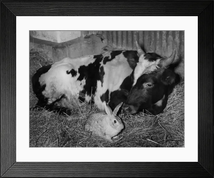 Framed Print : Ferdinand the Bullock, resting from his operation, in his stall at Mr Framed Print : Ferdinand the Bullock, resting from his operation, in his stall at Mr