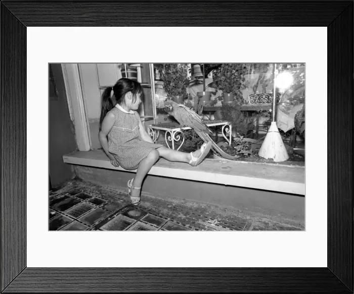 Framed Print : Unusual: Animals: Trapped Parrot'. June 1970 70-5890-002 Framed Print : Unusual: Animals: Trapped Parrot'. June 1970 70-5890-002