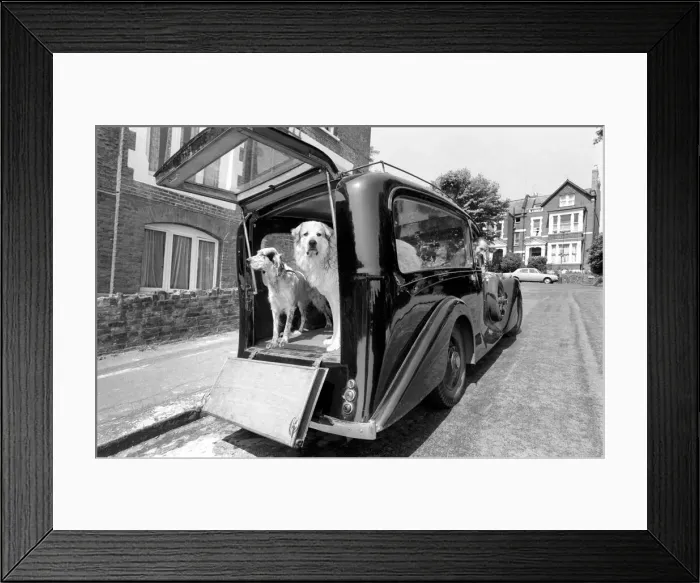 Framed Print : Unusual. Humour. Animals. 18 months ago Mr. Harry Young of Crouch Hill bought a 1934 Framed Print : Unusual. Humour. Animals. 18 months ago Mr. Harry Young of Crouch Hill bought a 1934