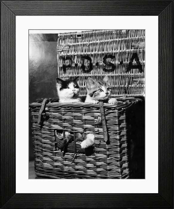 Framed Print : Two kittens pose in their travelling basket for the PDSA to bring awareness to the amount Framed Print : Two kittens pose in their travelling basket for the PDSA to bring awareness to the amount