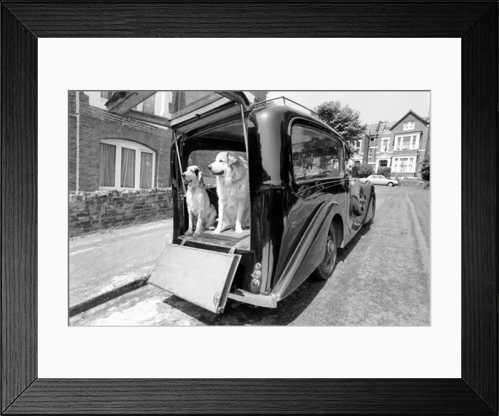 Framed Print : Unusual. Humour. Animals. 18 months ago Mr. Harry Young of Crouch Hill bought a 1934 Framed Print : Unusual. Humour. Animals. 18 months ago Mr. Harry Young of Crouch Hill bought a 1934
