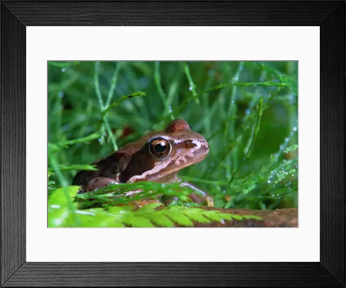 Framed Print : A series of pictures which show water from source, in a reservior